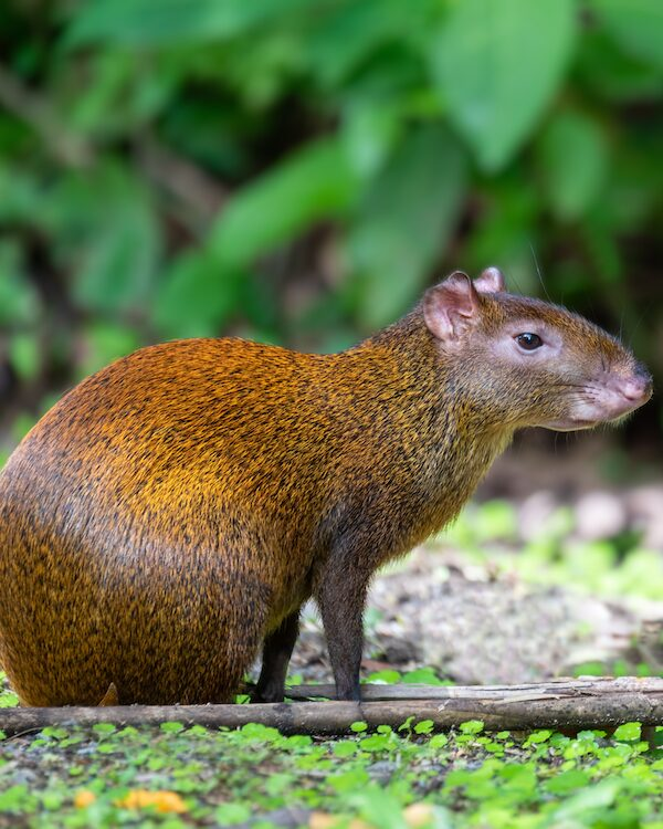 Agouti animals close up in its habitat