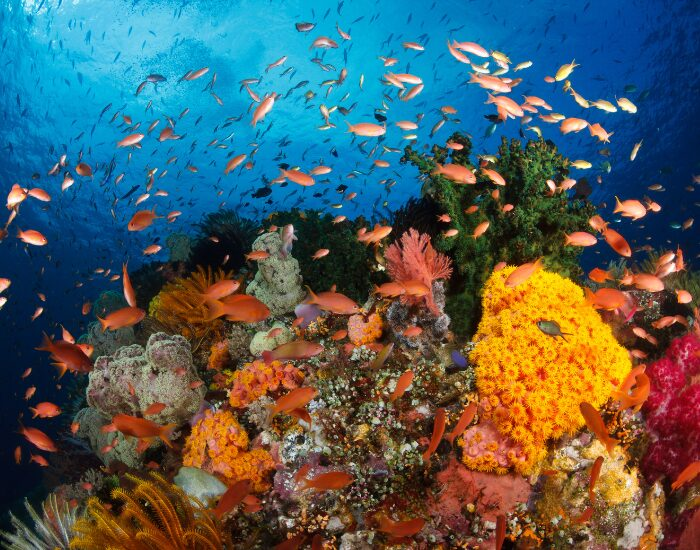 Beautiful Coral Reef with many fish swimming around