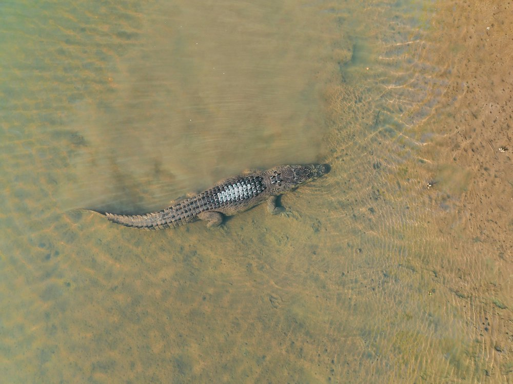 aerial photo of a crocodile swimming in shallow water