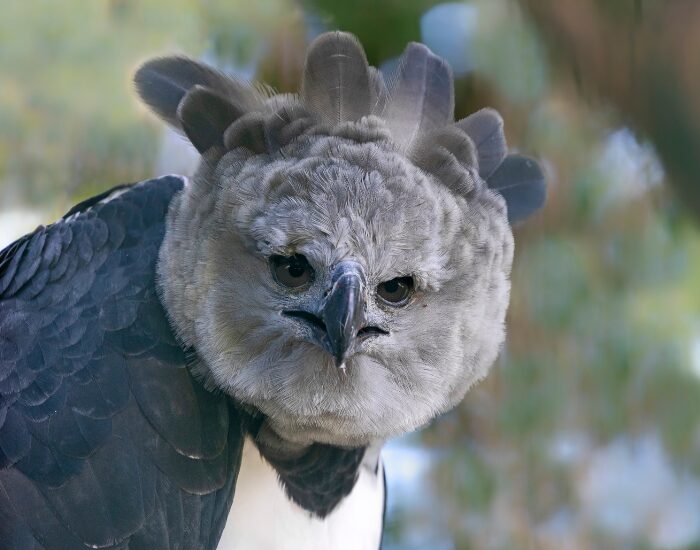 Harpy Eagle close up