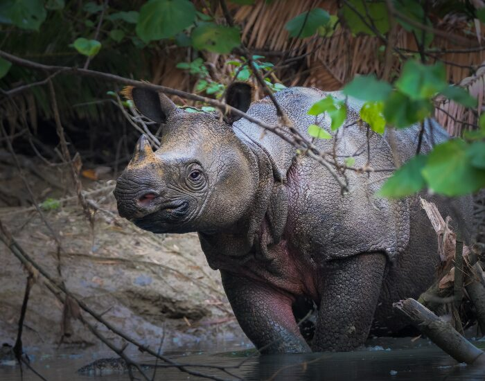 The Endangered Javan Rhino in the jungle