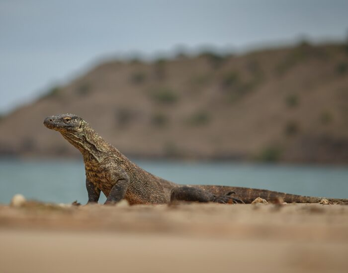 Komodo Dragons are the main star on the Komodo Islands | Getty Images