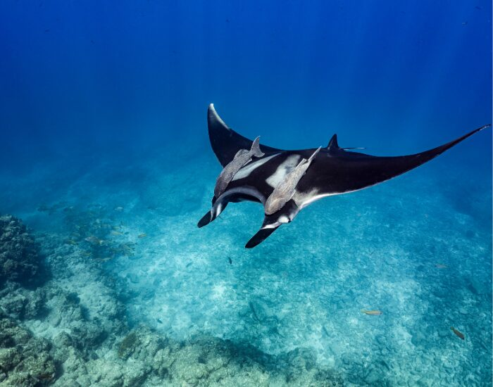Underwater photo of a manta ray swimming