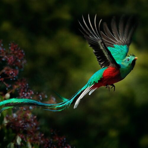 Quetzal flying from a tree