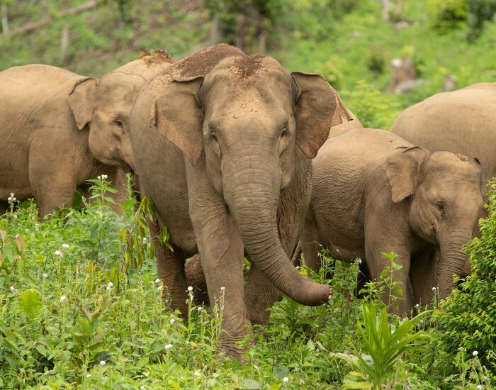 a group of Endangered Sumatran Elephants walking in the jungle