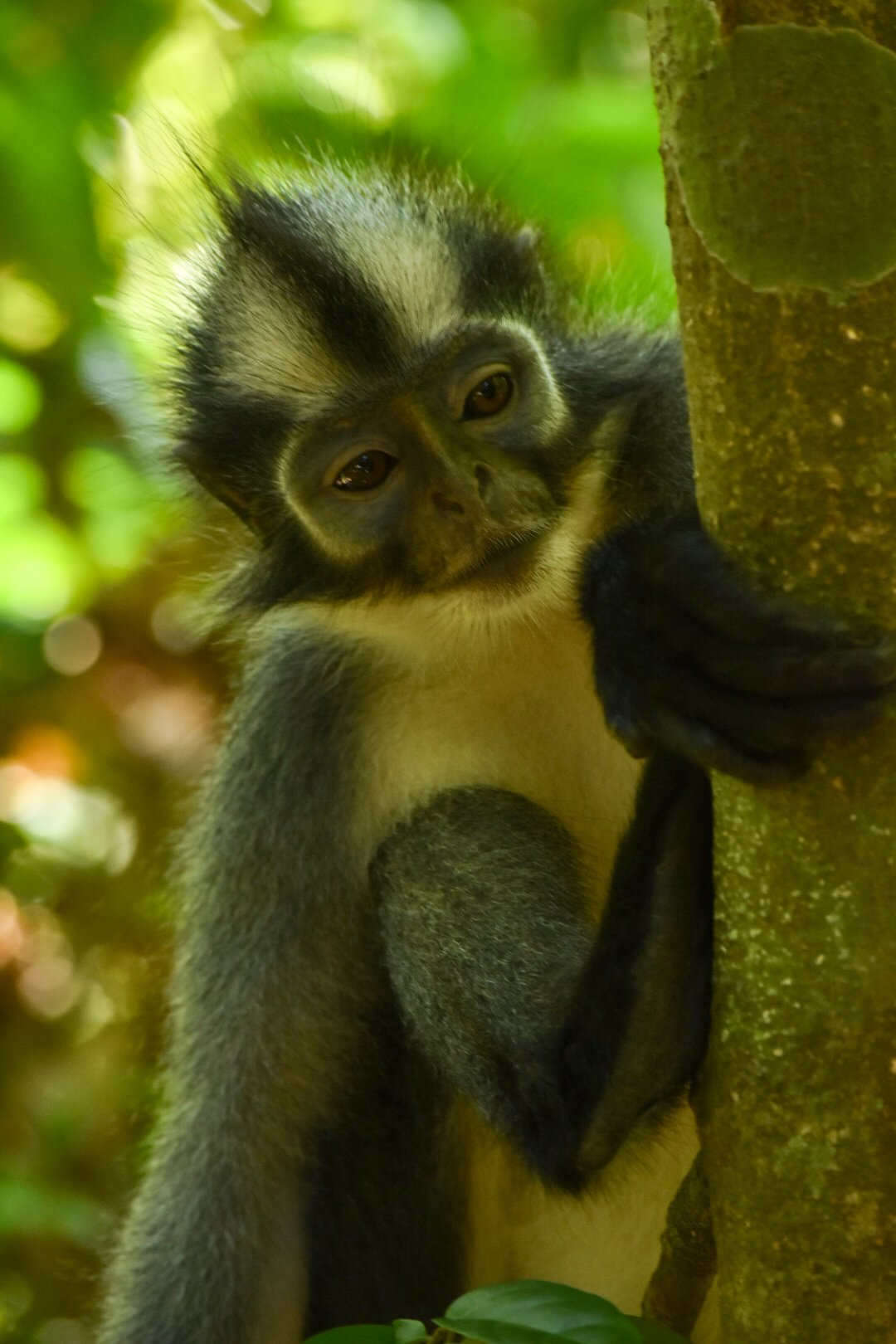 Thomas Leaf Monkey in Bukit Lawang Jungle