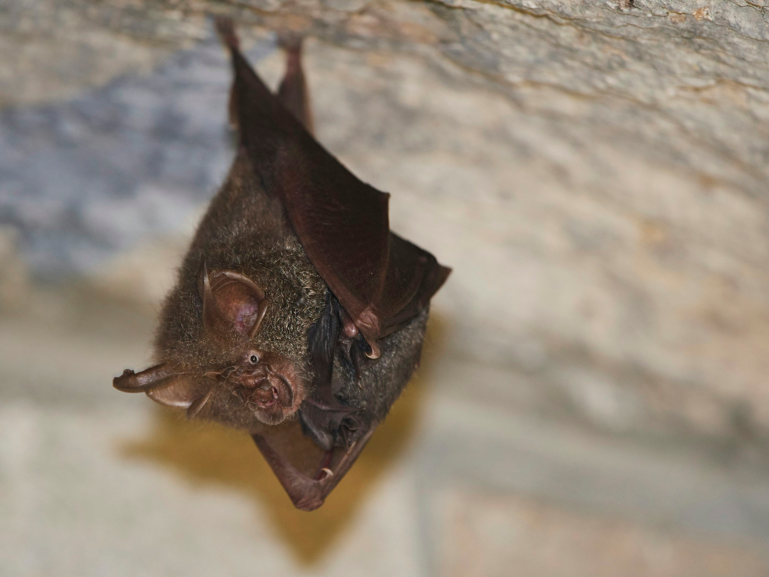 Bats hanging from the roof of a cave