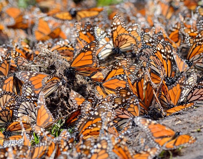 Monarch Butterfly Biosphere Reserve with thousands of minarch butterflies on the ground