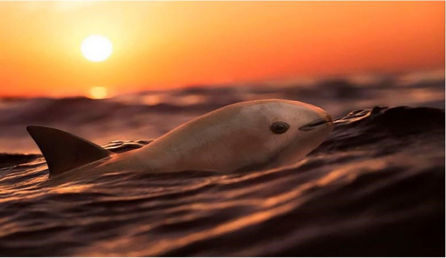 Vaquita in the Gulf of California